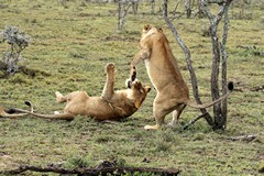 The cubs spend a lot of time playing and pouncing on each other