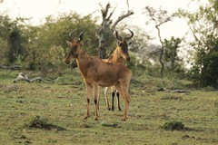 Coke's hartebeestes are known as kongoni in Swahili and are often seen in twos