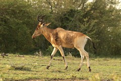 There are eight subspecies of hartebeeste. In the Mara they are called Coke's hartebeeste