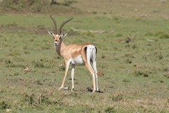 Grant's gazelle