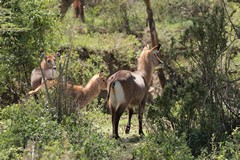 Female waterbuck like to hide in the thick riverine unergrowth