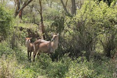 De Fassa waterbuck with young