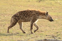 Spotted hyaena