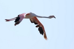 Greater flamingo in flight