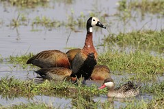 White-faced wistling ducks often gather in flocks