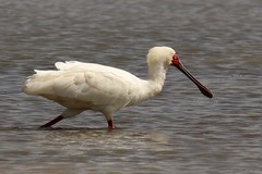 The African spoonbill eats small fish and aquatic invertebrates, insects and molluscs