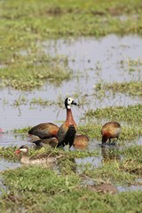 White-faced whistling ducks