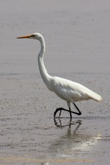 Great egret