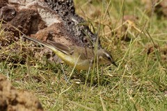 The yellow wagtail is a winter visitor from Palearctic regions. This looks like a female