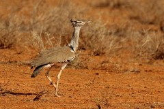 The kori bustard likes dry open areas