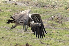 Ruppell's griffon about to land. Recorded flying as high as 37000 ft, these are the world's highest flying birds