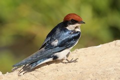 Wire-tailed swallow. Usually the wires are much longer than in this specimen