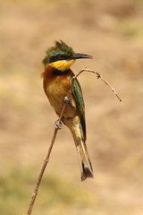 Little bee-eater