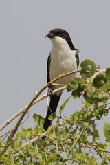 Taita fiscal, a type of shrike