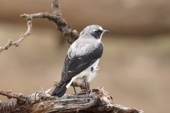 This scraggy looking specimen is a male Northern wheatear. A winter visitor from Palearctic regions