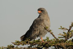 The dark chanting goshawk is a very common raptor throughout dry or arid areas of Kenya