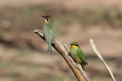 The aptly named little bee-eater is only six inches long. Common along the rivers and streams in the Mara