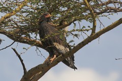 Grey flight feathers show this is a female Bataleur. A type of short-tailed eagle which rocks from side to side in flight