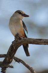 Immature grey-headed kingfisher. The beak will turn red. Another insect eater