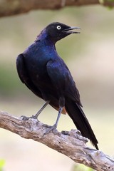 Ruppell's long-tailed starling. Has a white eye. Pretty common in wooded areas