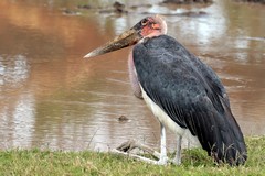 Marabou often rest in this position