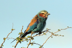 A lilac-breasted roller fluffed up in the cool of the early morning