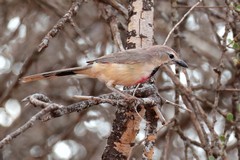 A  female rosy-patched bushshrike, common across the horn of Africa, and Northern Tanzania. Males havea red throat