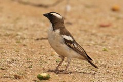 White-browed sparrow-weavers nest in colonies. Some build dummy nests to help confuse predators