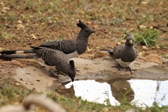 Adult male white-bellied go-away-birds beaks are black; females are green