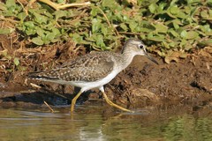 My best guess for this little bird is a wood sandpiper