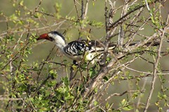 Small flocks  of red-billed honbills are common in areas of dry bush. They eat insects, also small lizards, eggs and nestlings