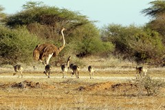 One major hen and five or six minor hens lay up to 25 eggs total in the major hen's nest. She and the male incubate them