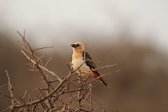 The white-headed buffalo weaver can turn a little pinkish during the breeding season