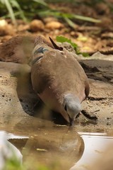 The emerald-spotted wood-dove is widespread in  dry bush, scrub and woodland