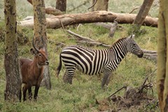  Waterbuck and zebras intermingle nearer to the lakeshore