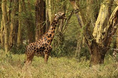 This Rothschild's giraffe has a strange shaped ossicone on the front of his head