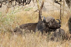 Cape buffalo resting in the shade