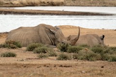 Very long horn on this white rhino