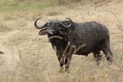 Cape buffalo checking us out