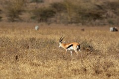 Lots of Thompson's gazelles in the shorter grass