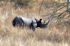 4318 The black rhino is also known as the hook-lipped rhino. Black rhinos use their prehensile top lip for browsing