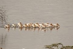  Great white pelicans often fish cooperatively in flocks