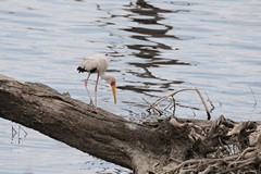 Yellow-billed stork