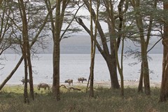 Buffalos, zebras and a variety of birds on the lakeshore