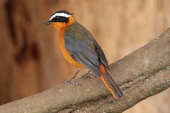 White-browed robin-chat