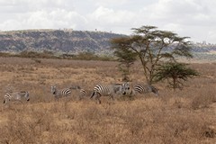 Because ofthe extended drought the grasslands are all dried and brown