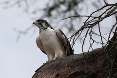 Augur buzzard