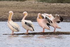 Great white pelicans