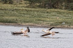 Flight of three touching down