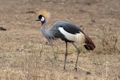 Crowned crane